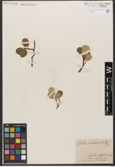Foto von Salix reticulata L.